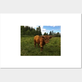 Scottish Highland Cattle Bull 1786 Posters and Art